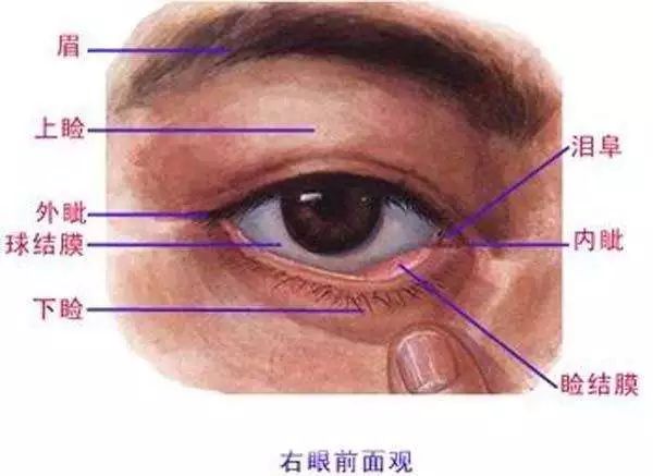 上结膜囊位置图片图片