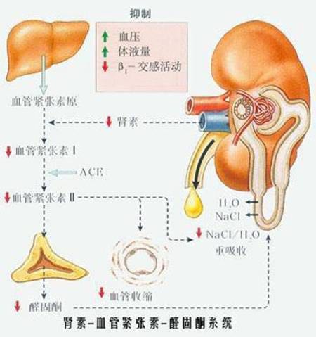 肾素低的原因 新浪（移动端）