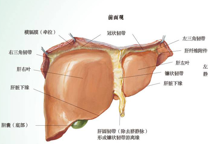 肝脏测量径线示意图图片