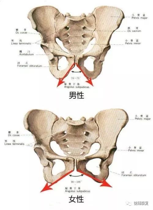 女性三角区的骨头突出图片