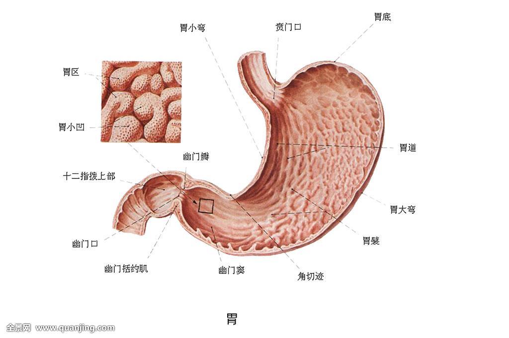 胃体各部位示意图图片