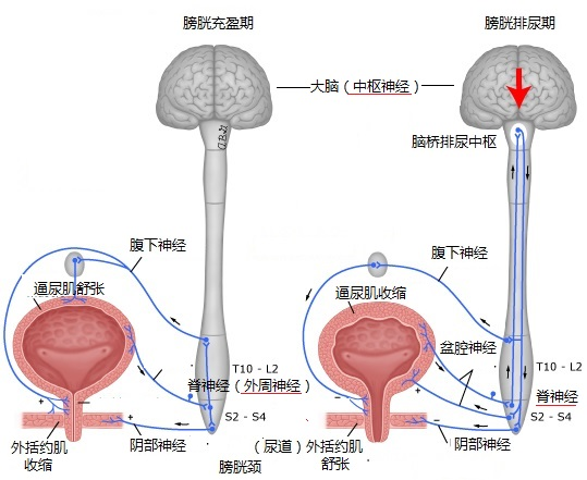 膀胱内压力会超过35cm水柱,膀胱逼尿肌会出现节律性的收缩,通过神经
