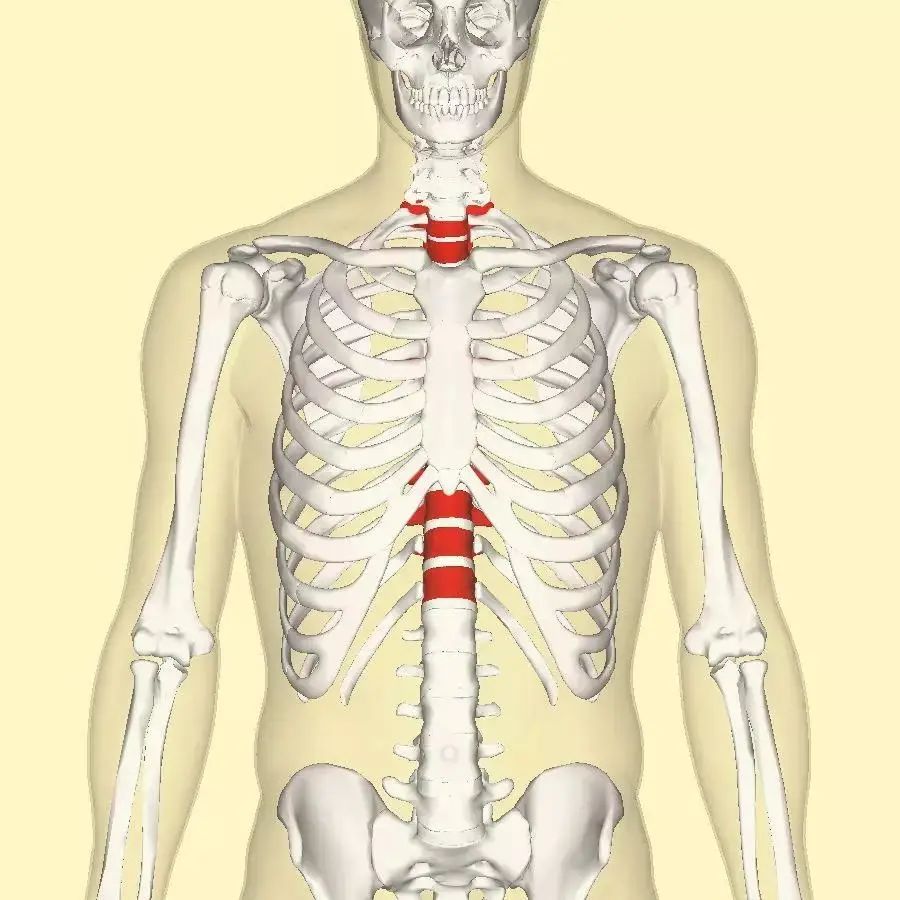 胸椎体位置示意图图片