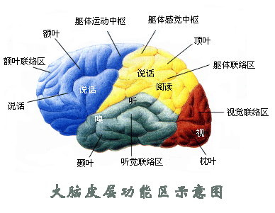 语言中枢在大脑的位置图片