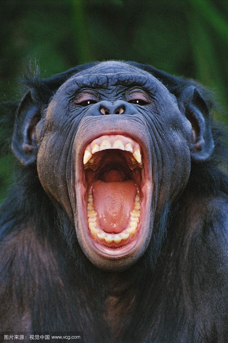 看完了猩球崛起那么来自猩猩的牙到底要不要拔