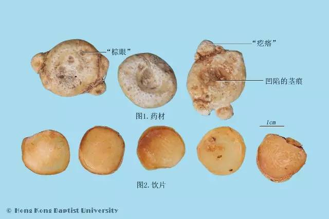 每天一味中草药：天南星，它是半夏的亲戚……_张会永_副主任医师_爱问健康