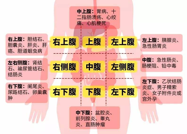 女人胃的位置图图片
