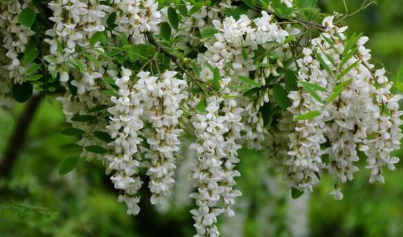 止血毛叫什么名字长在路边的七种止血草药，农村很常见!_https://www.jmylbn.com_新闻资讯_第3张