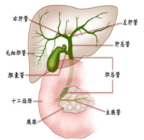 那我们就需要对胆管的结构有一定的了解,什么叫肝内胆管,什么又叫肝外