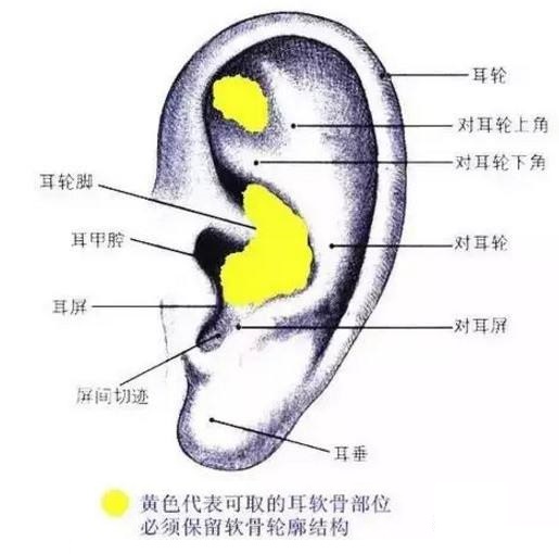耳朵骨头解析图图片