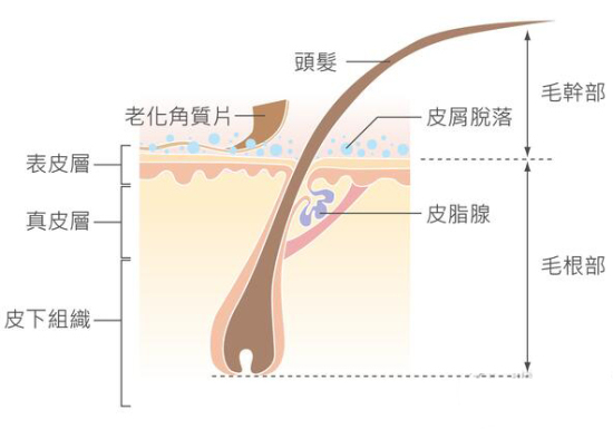 头皮痒,头屑多?头等大事交给我!