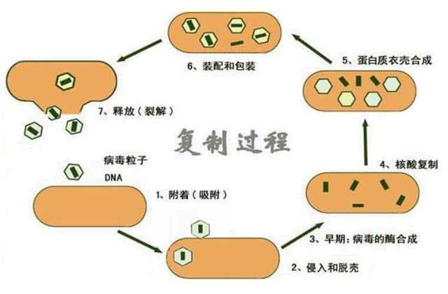 病毒复制过程图片