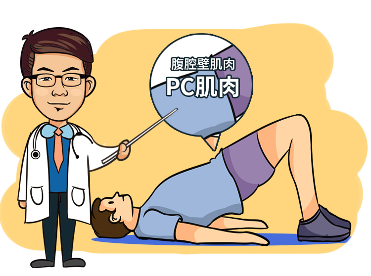 通过锻炼pc肌肉,可以显著延长男性勃起的时间,男人的前列腺及射精的