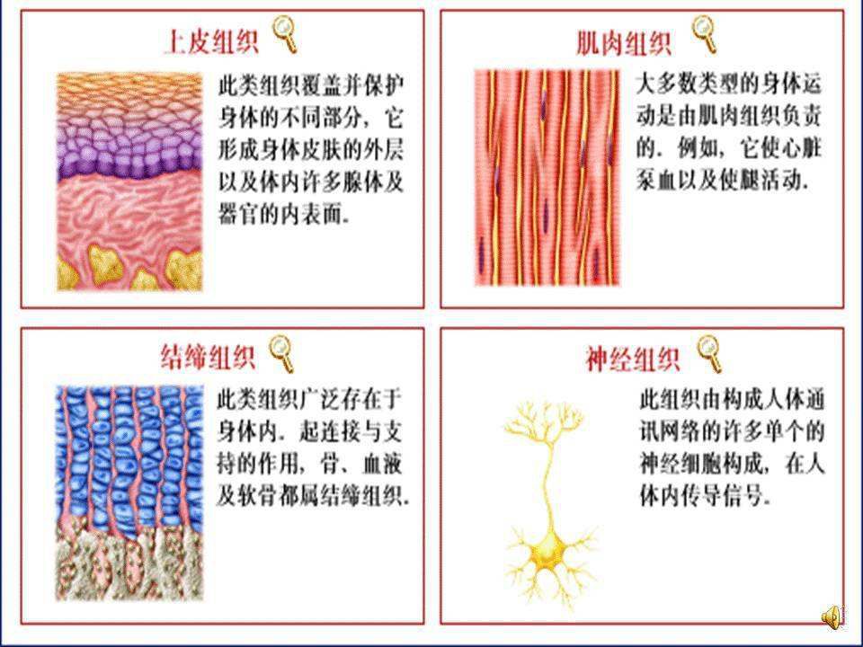 结缔组织图片及名称图片