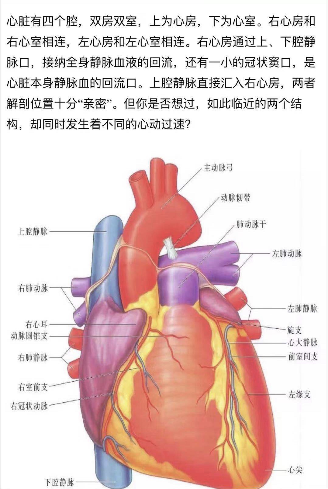 心脏有四个腔jpg