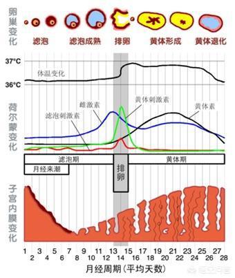 月经后几天是排卵期图图片