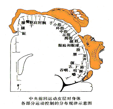 运动中枢支配区域图片