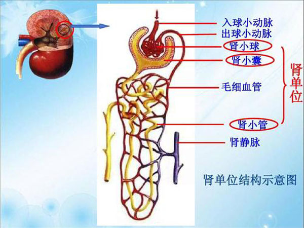 肾小球滤过膜解剖图图片