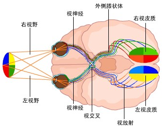 视神经萎缩--视力的"绝症"