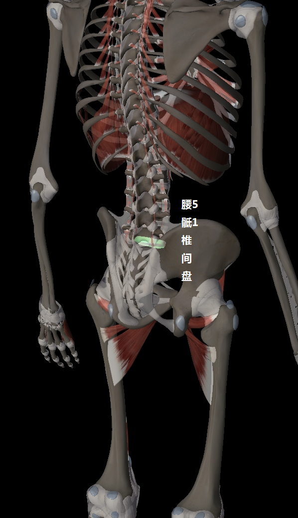 腰5骶1位置图片