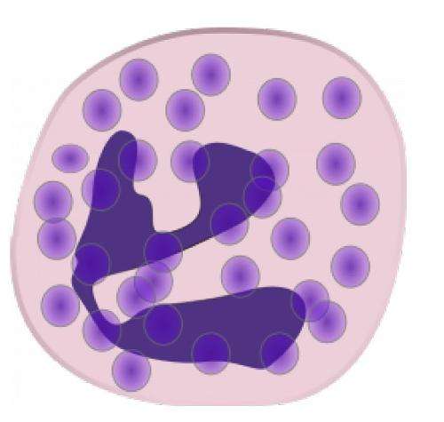 白细胞酯酶 新浪(移动端)