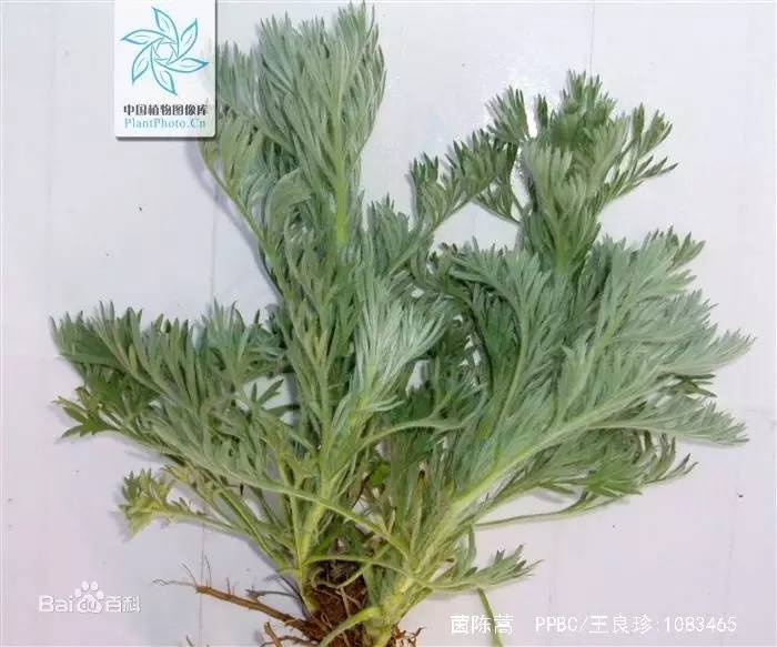 每天一味中草药:茵陈,治疗黄疸必不可少,还能当蔬菜吃_张会永_副主任