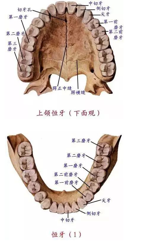 牙齿解剖.jpg