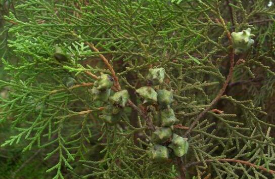 长在路边的七种止血草药,农村很常见!_史淑荣_主任医师_爱问健康