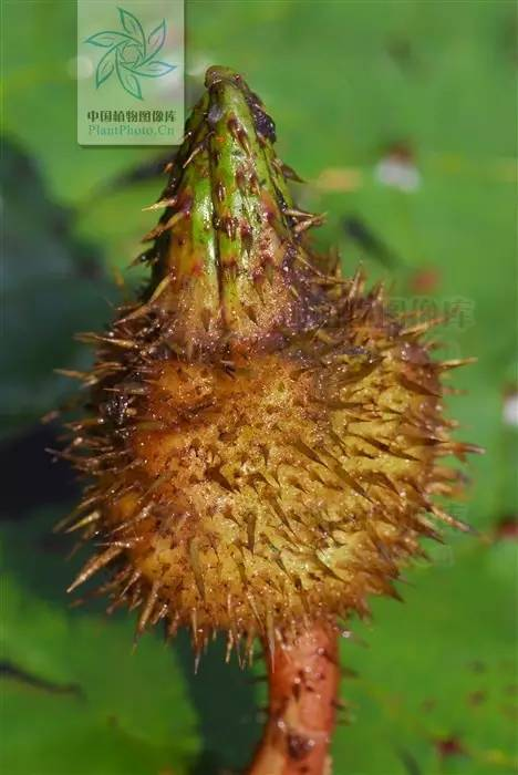 每天一味中草药:芡实,又叫鸡头米,勾芡原来用的是它