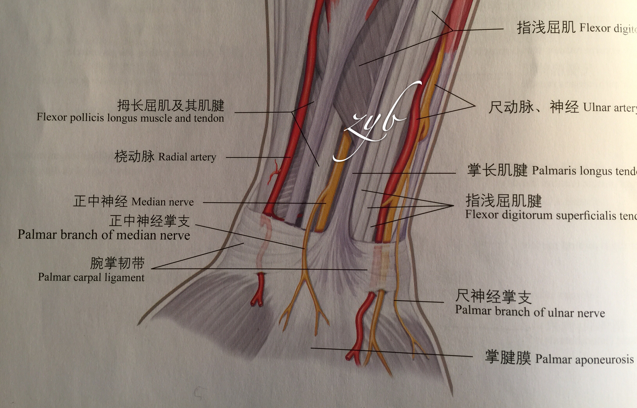 手腕掌侧肌腱解剖图图片