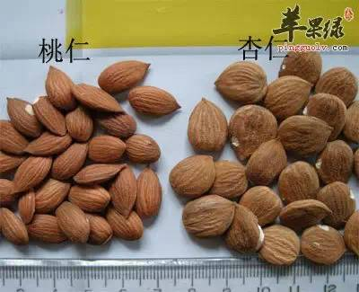 每天一味中草药:桃仁,活血化瘀,还可以润肠通便、、、、_张会永_副主任医师_爱问健康