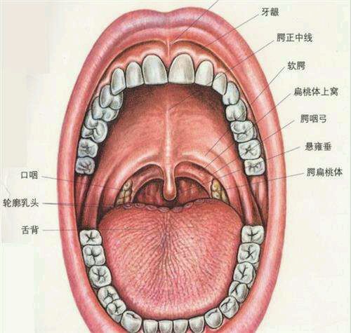 扁桃体和淋巴结的位置图片