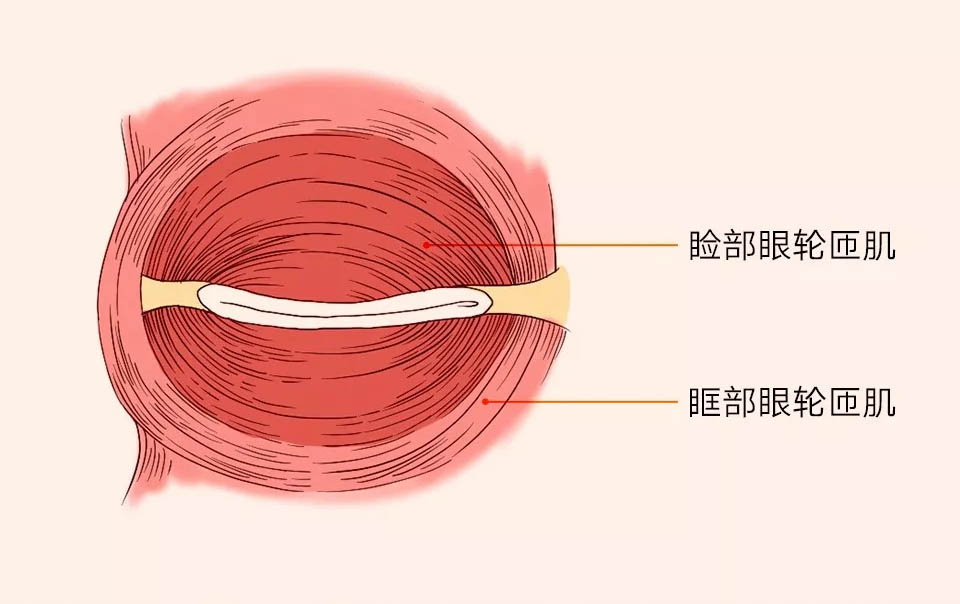 下睑缩肌解剖图片