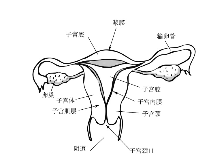 子宫长相图片