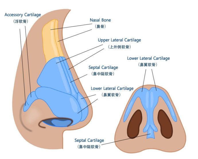 鼻软骨结构图图片