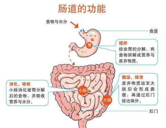 你一定不知道的有关肠道惊人数字