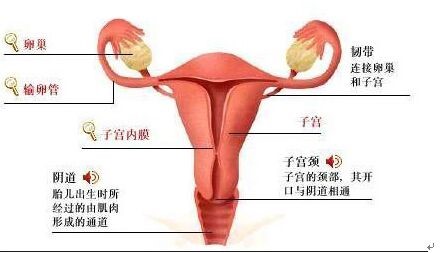 子宫的解剖位置示意图图片