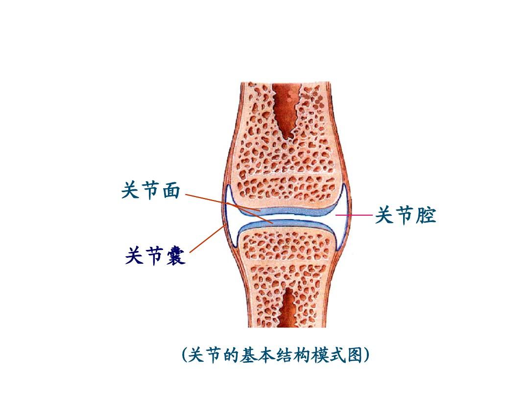 关节囊位置图片