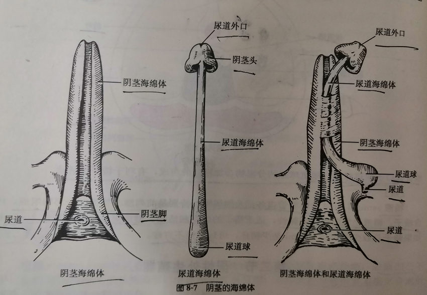 男性尿道口正常形态图片