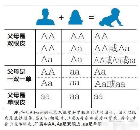 Aa×AA遗传图图片