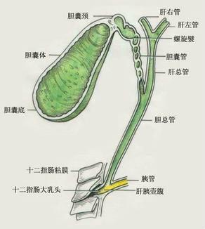 胆囊管解剖图图片