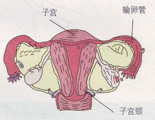 急性宫颈炎慢性宫颈炎有什么不同?