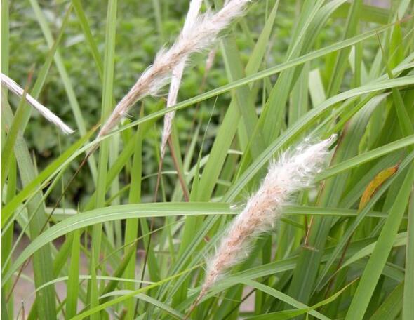 止血毛叫什么名字长在路边的七种止血草药，农村很常见!_https://www.jmylbn.com_新闻资讯_第5张