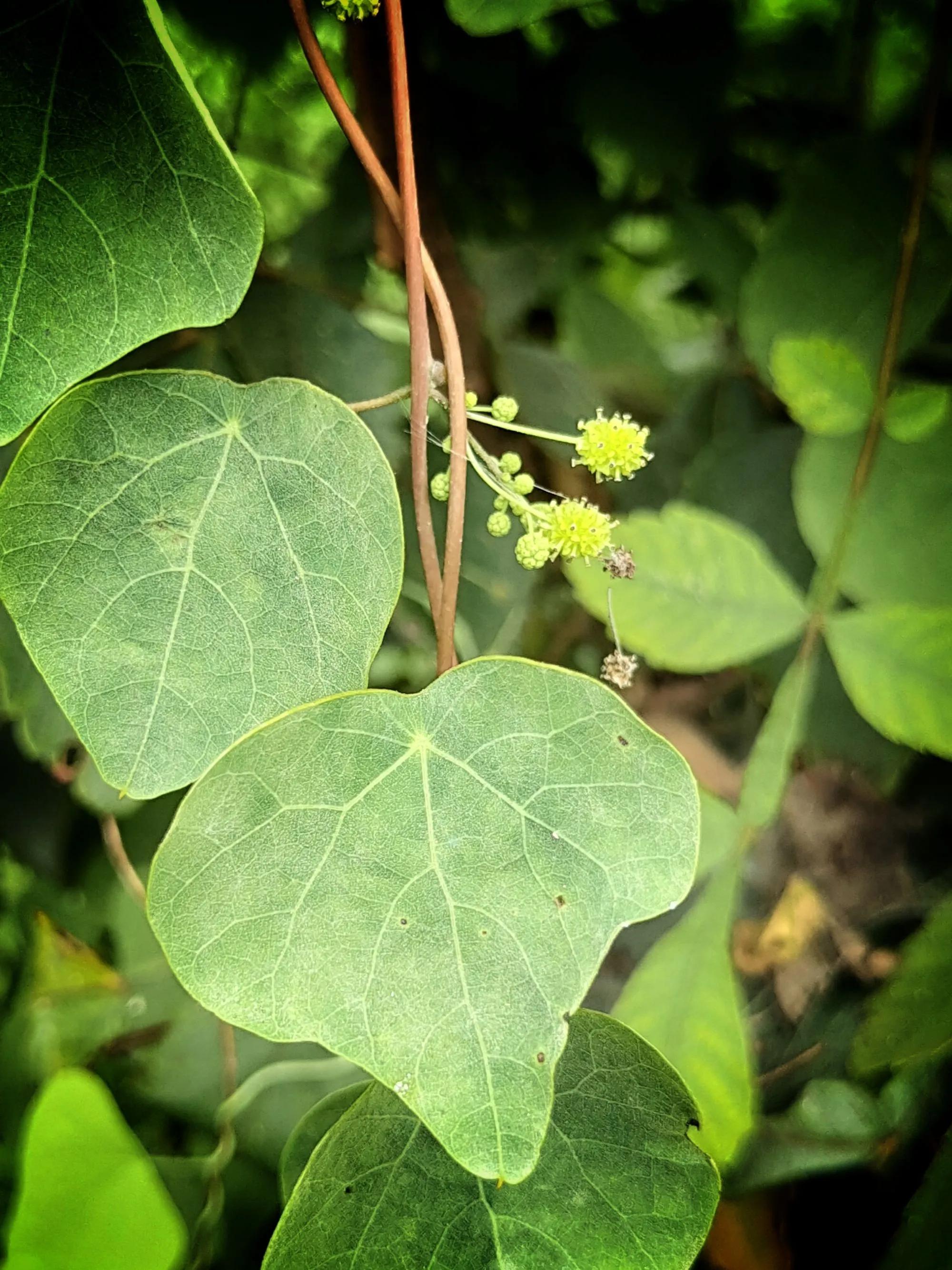 千金藤草药图图片