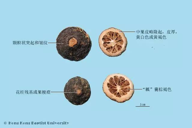 在药性上大体相似,所以枳实的功效,也可以参考陈皮,青皮等阅读