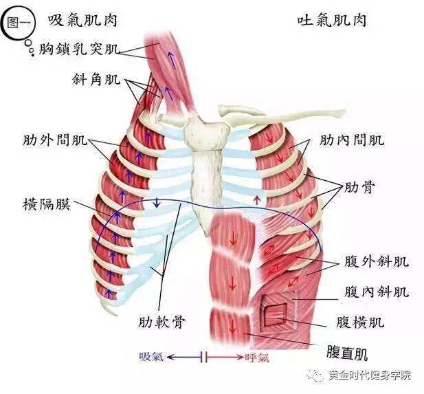 胸膈的位置示意图图片