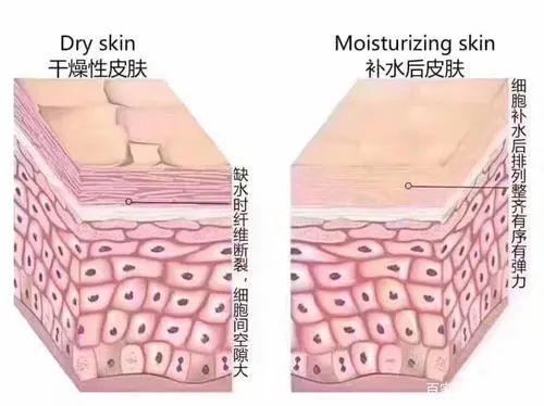 立肤保怎么用看完这一篇,关于“肌肤保湿”的难题立马解开_https://www.jmylbn.com_新闻资讯_第3张