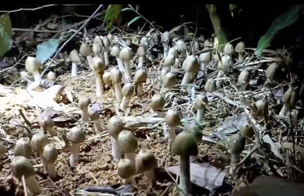 美味荔枝菌也有毒？这季节吃菌菇小心中毒！_党兰玉_主任医师_爱问健康