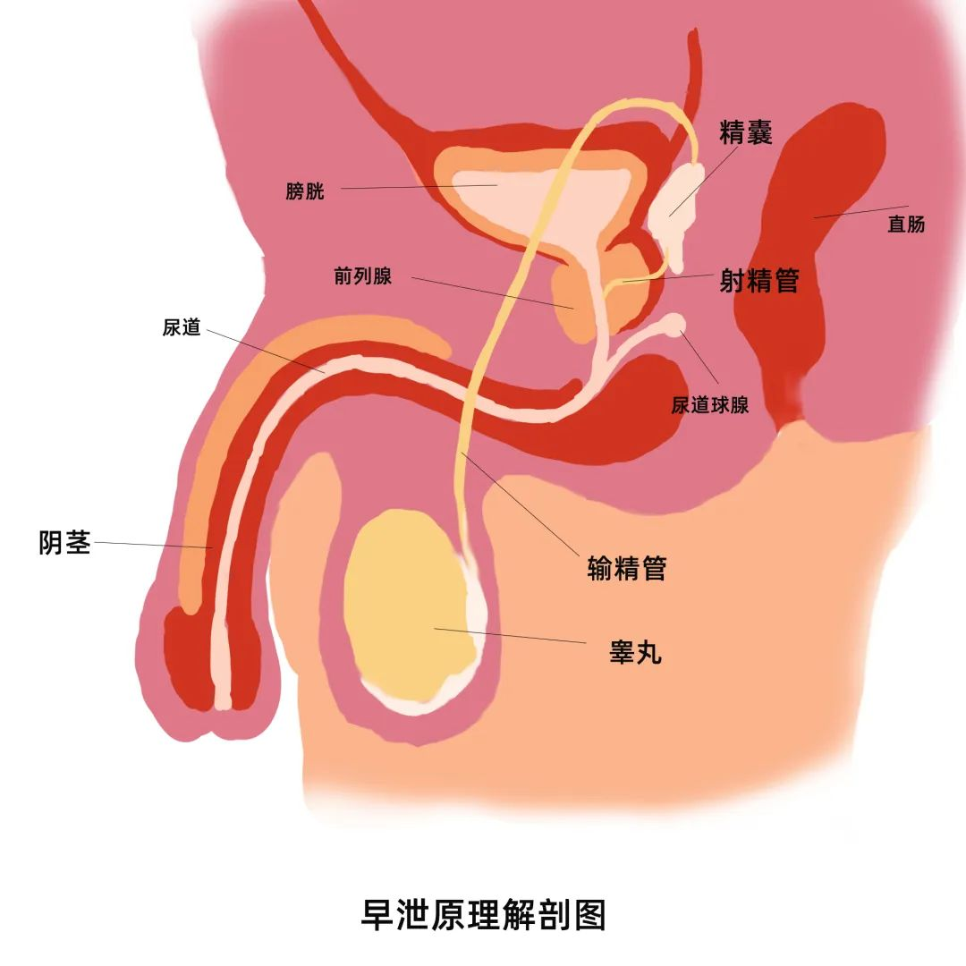 男人最敏感的地方图片