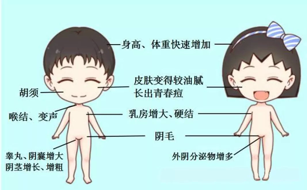 生长调控:由gh轴和性腺轴共同调控第二性征发育,女孩以乳房发育,男孩